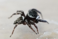 Hasarius adansoni