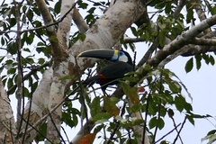 Ramphastos tucanus