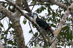 Ramphastos tucanus