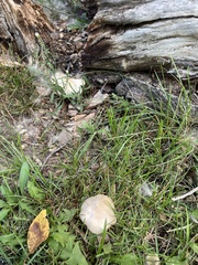 Volvariella bombycina