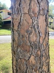 Pinus elliottii