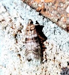 Sciota uvinella