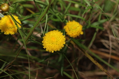 Rutidosis murchisonii