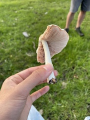Volvariella bombycina