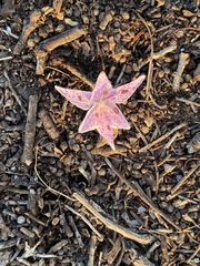 Colchicum variegatum