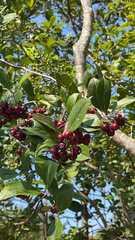Aronia arbutifolia