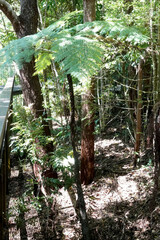 Cyathea