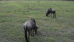 Connochaetes taurinus mearnsi