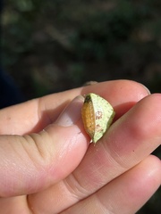 Prolimacodes badia