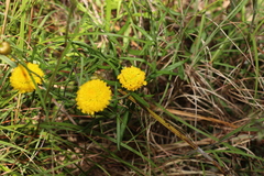 Rutidosis murchisonii