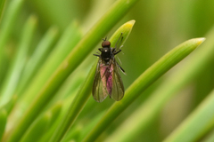 Empidoidea