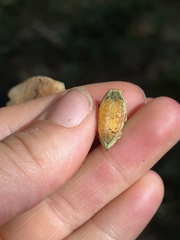 Prolimacodes badia