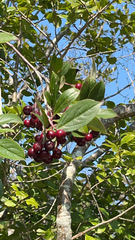 Aronia arbutifolia