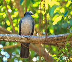 Patagioenas leucocephala