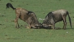 Connochaetes taurinus mearnsi