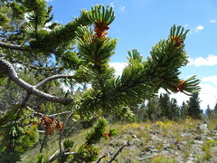 Pinus aristata
