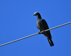 Patagioenas leucocephala