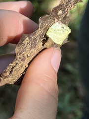 Prolimacodes badia