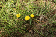 Rutidosis murchisonii