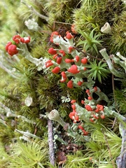 Cladonia cristatella