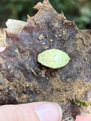 Prolimacodes badia