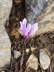 Cyclamen graecum