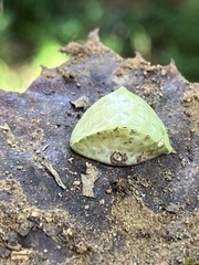 Prolimacodes badia