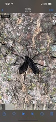 Penthetria heteroptera