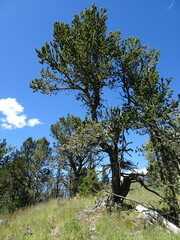 Pinus aristata