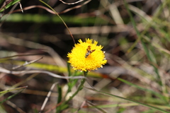 Rutidosis murchisonii