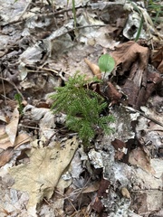 Dendrolycopodium dendroideum