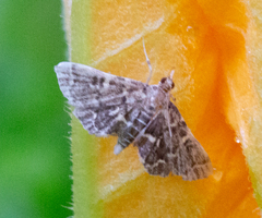 Anageshna primordialis