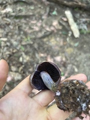 Cortinarius violaceus