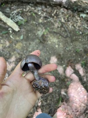 Cortinarius violaceus