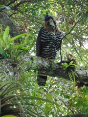 Spizaetus ornatus