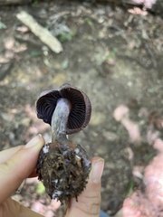 Cortinarius violaceus