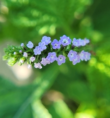 Verbena xutha
