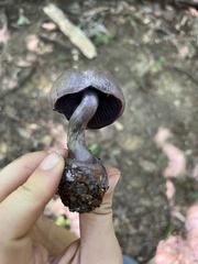 Cortinarius violaceus
