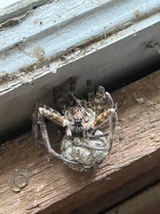Tigrosa georgicola