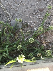 Dactyloctenium radulans