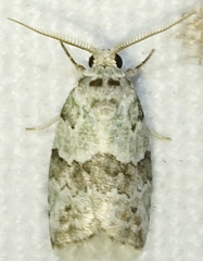 Afrida ydatodes