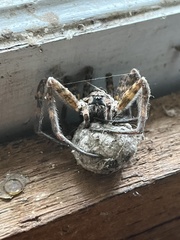Tigrosa georgicola