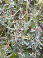 Crocanthemum bicknellii