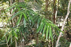 Podocarpus grayae