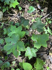 Hydrophyllum canadense