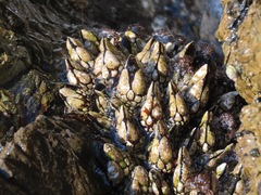 Pollicipes polymerus