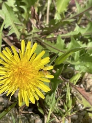 Sphaerophoria menthastri