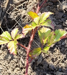 Rubus trivialis