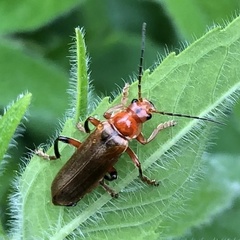 Cantharis livida