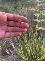 Digitaria cognata